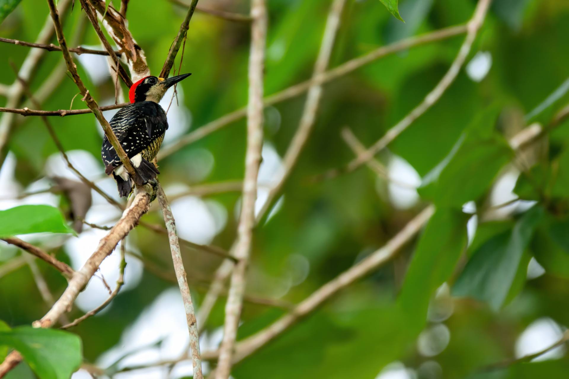Schläfenfleckspecht (Melanerpes pucherani)